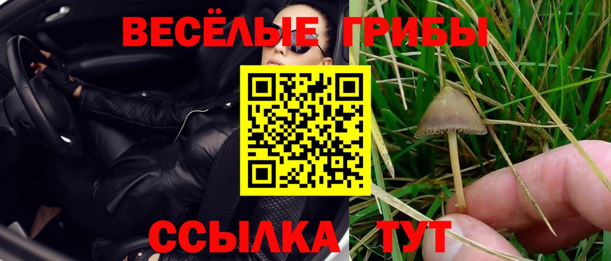 Галлюциногенные грибы ЛСД  Дербент  Галлюциногенные грибы Psilocybe 